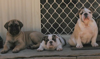 Bullmighty Puppies